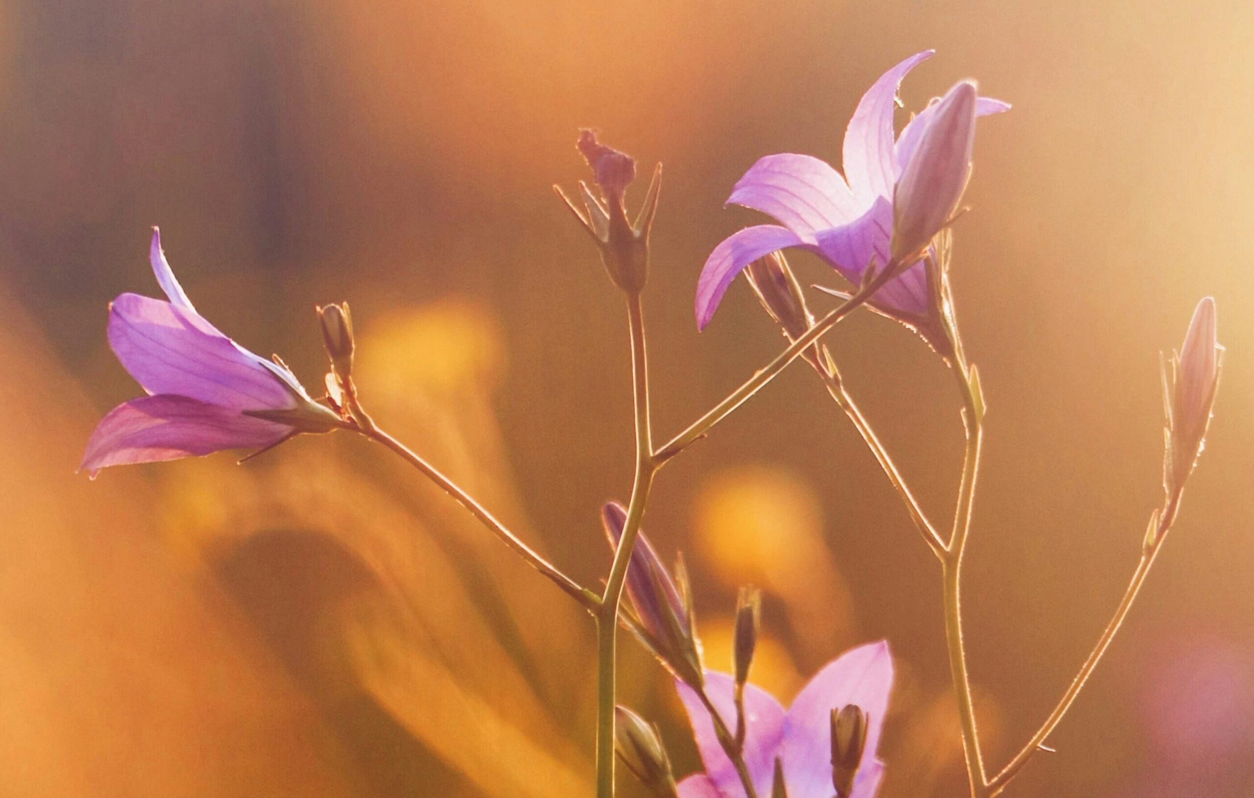 Petal Pure: The Language of Flowers